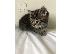 PoulaTo: Beautiful Maine Coon Kittens